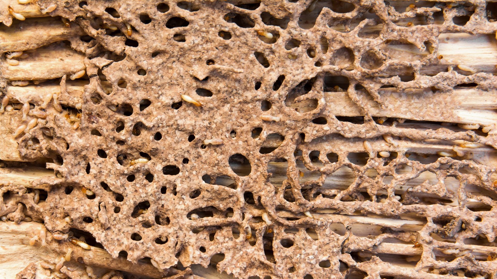 Fourmis ou termites ? Ne vous trompez plus !