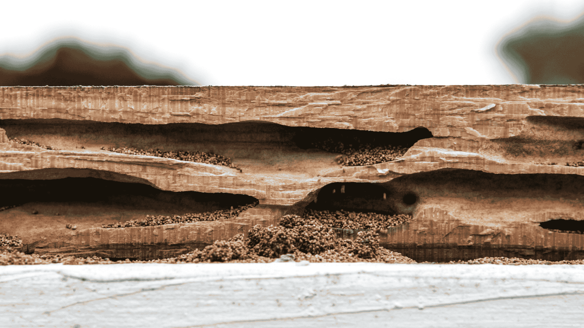 prévention termites