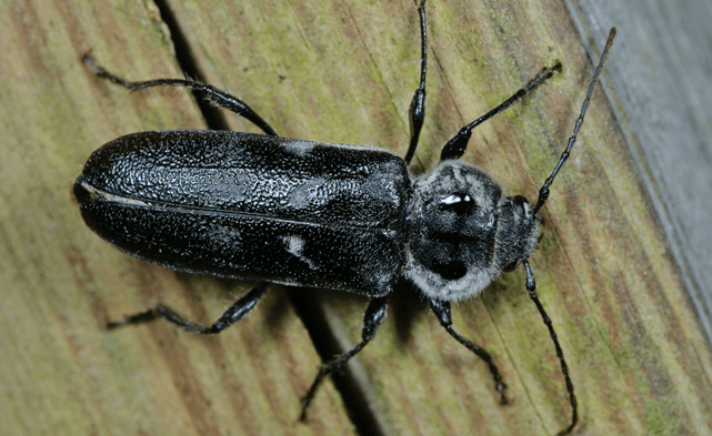 Ttbr insectes de bois