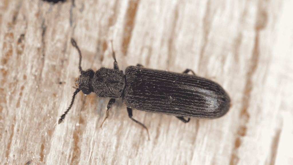 Ttbr Isolation La Rochelle Lyctus