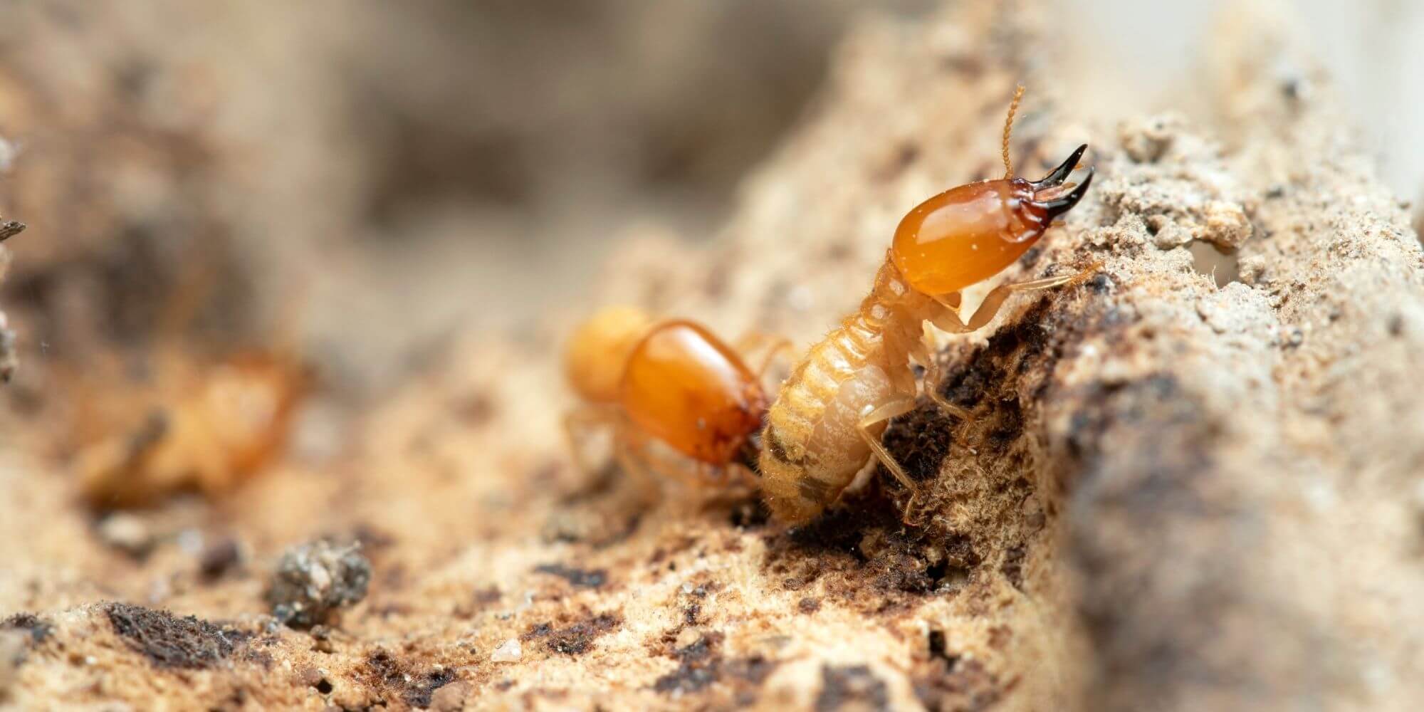 Astuces pratiques pour se débarrasser des termites