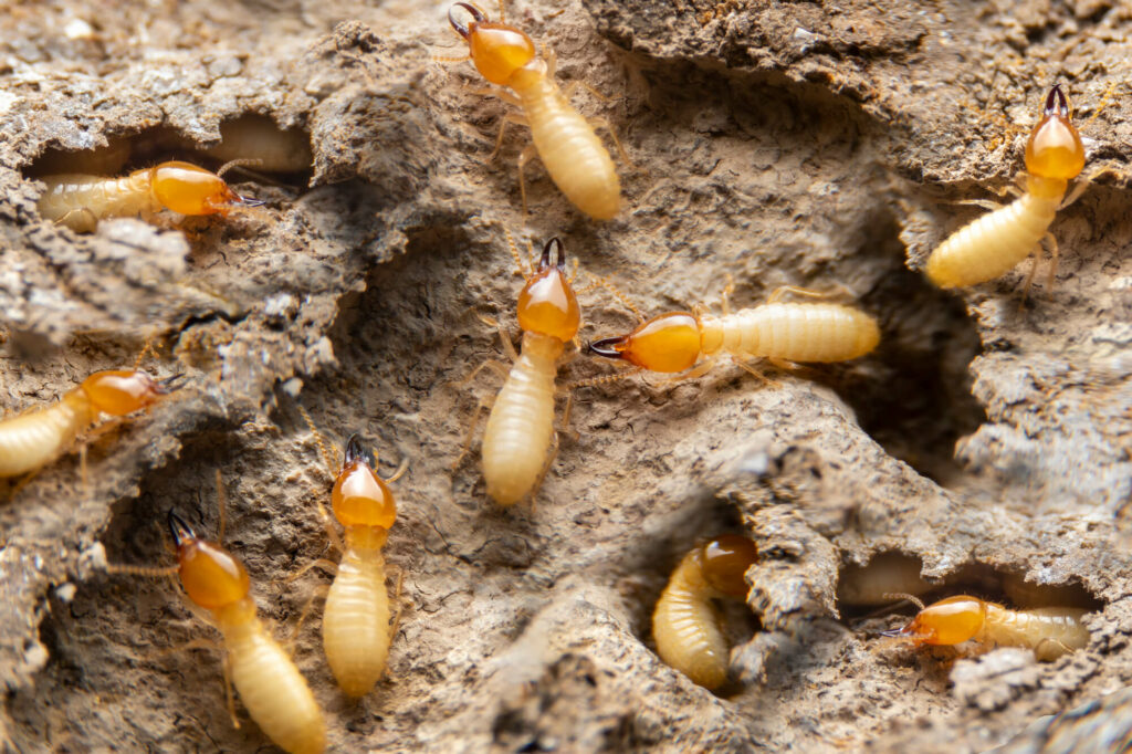 Ttbr traitement des termites