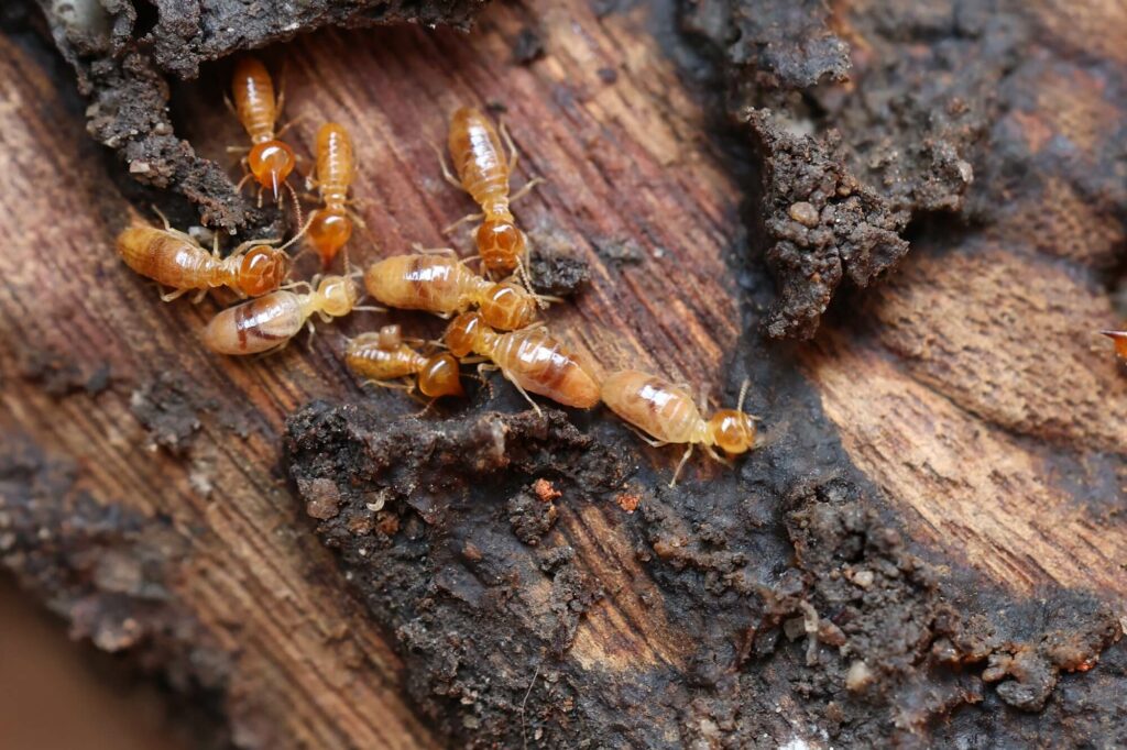 Ttbr Isolation La Rochelle Termites Capricornes Merules 1