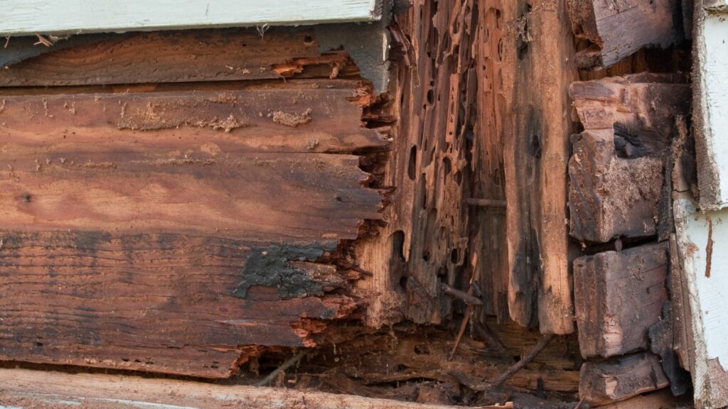 Ttbr Isolation La Rochelle Traitement Solution Termites