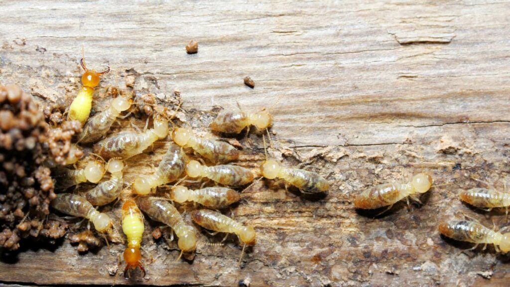 est-ce grave d'avoir des termites