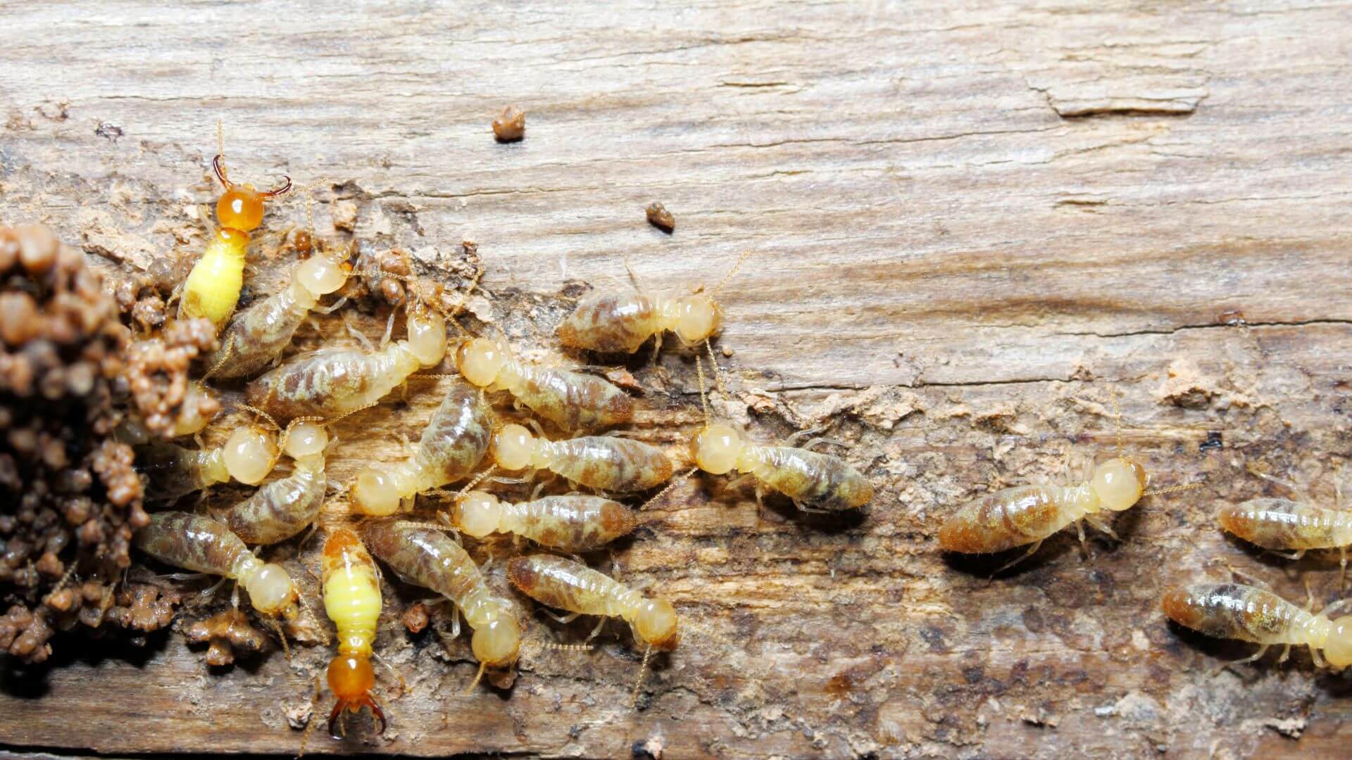 Est-ce grave d’avoir des termites chez soi ?