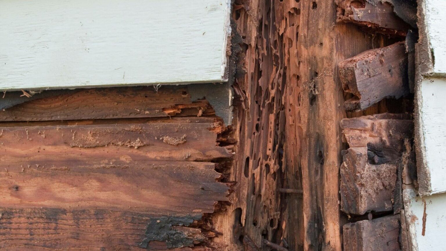 Loi Termites