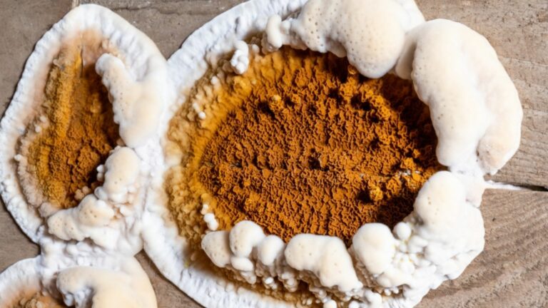 Premiers Signes Merule