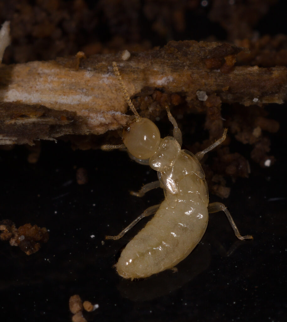 termites la rochelle bordeaux