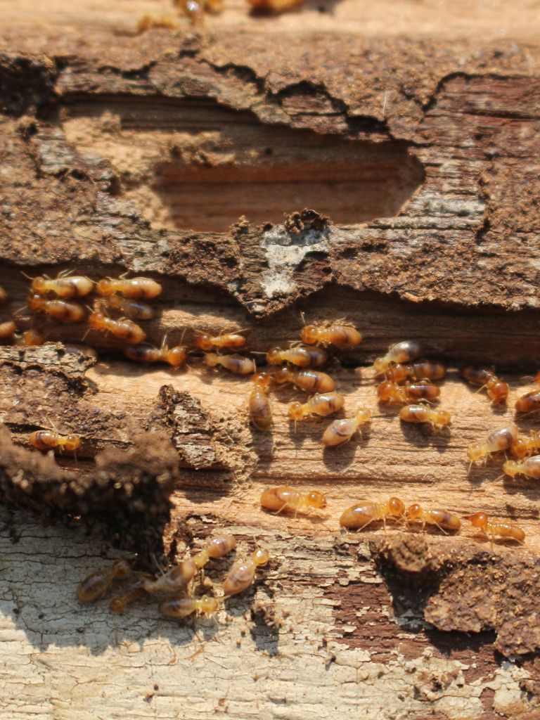 Ttbr Isolation La Rochelle Termites