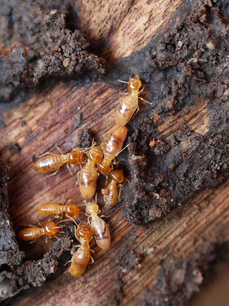 Présence de termites Haute-Vienne