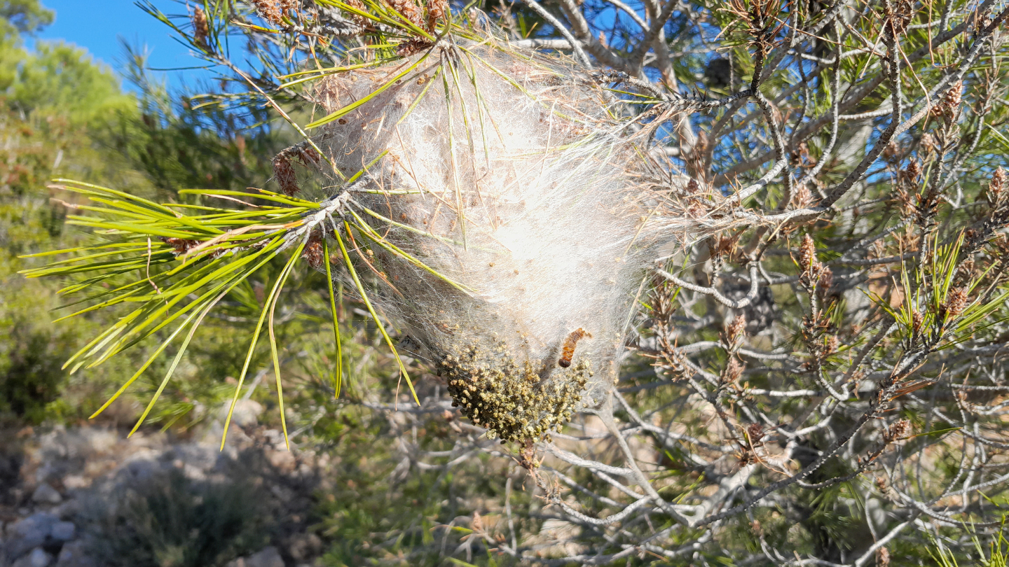 Chenilles processionnaires : attention, la période à risque a commencé