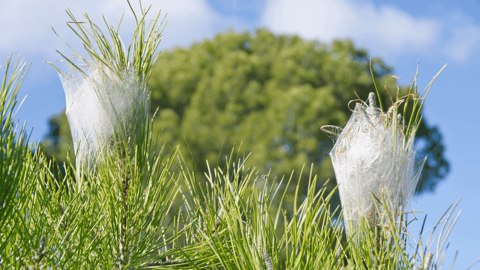 Ttbr Isolation La Rochelle Nids Chenilles Processionaires Arbre
