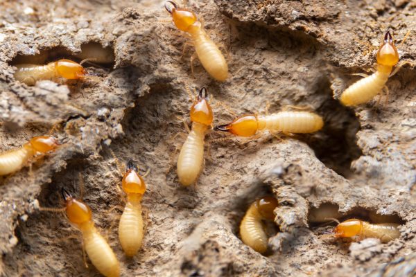 Ttbr traitement des termites
